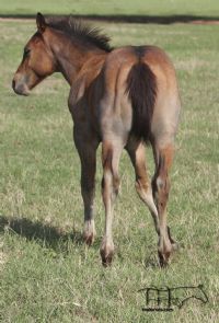 Brown Kerri's 2022 Bay Roan Colt